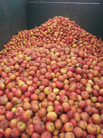 Centipede Apple Harvester